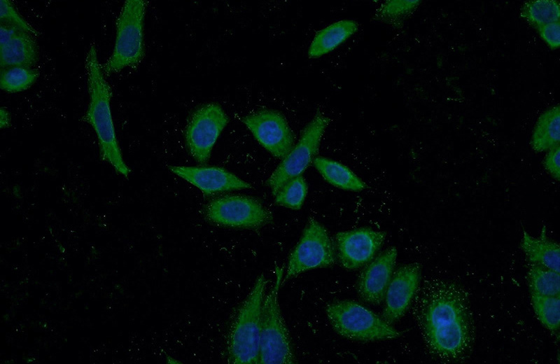 Immunofluorescent analysis of HeLa cells using Catalog No:115078(SEC23IP Antibody) at dilution of 1:50 and Alexa Fluor 488-congugated AffiniPure Goat Anti-Rabbit IgG(H+L)