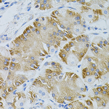 Immunohistochemistry - EEF1G Polyclonal Antibody 