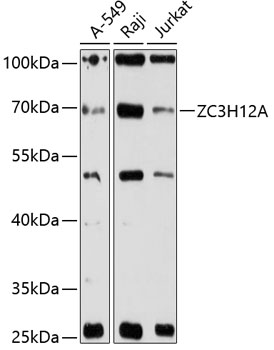 Western blot - ZC3H12A Polyclonal Antibody 