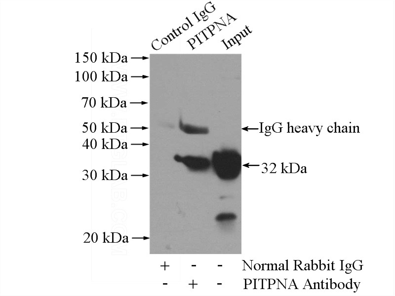 IP Result of anti-PITPNA (IP:Catalog No:113836, 4ug; Detection:Catalog No:113836 1:500) with HEK-293 cells lysate 1520ug.