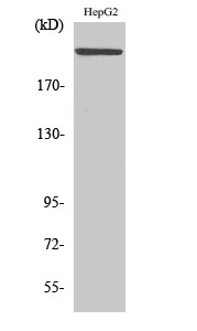 Fig1:; Western Blot analysis of various cells using MAST205 Polyclonal Antibody