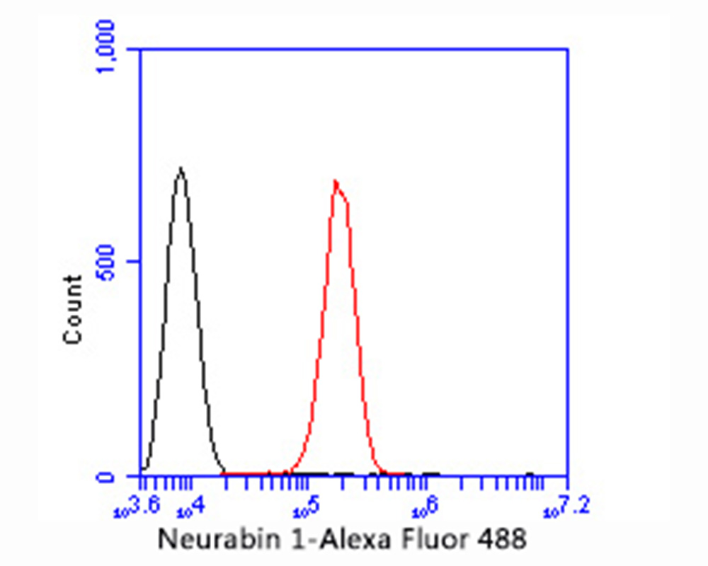 Fig6:; Flow cytometric analysis of Neurabin 1 was done on SHSY5Y cells. The cells were fixed, permeabilized and stained with the primary antibody ( 1/50) (red). After incubation of the primary antibody at room temperature for an hour, the cells were stained with a Alexa Fluor 488-conjugated Goat anti-Rabbit IgG Secondary antibody at 1/1000 dilution for 30 minutes.Unlabelled sample was used as a control (cells without incubation with primary antibody; black).