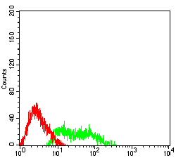 Fig4: Flow cytometric analysis of MUC5B was done on HL-60 cells . The cells were fixed, permeabilized and stained with the primary antibody ( 1/100) (green). After incubation of the primary antibody at room temperature for an hour, the cells were stained with a Alexa Fluor 488-conjugated goat anti-Mouse IgG Secondary antibody at 1/500 dilution for 30 minutes. Unlabelled sample was used as a control (cells without incubation with primary antibody; red).