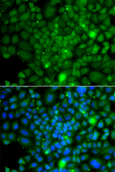 Immunofluorescence - RRAGA Polyclonal Antibody 