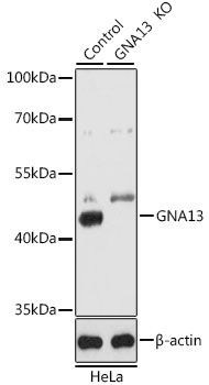 Western blot - GNA13 Polyclonal Antibody 