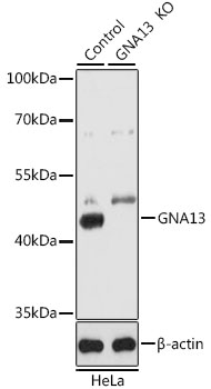Western blot - GNA13 Polyclonal Antibody 
