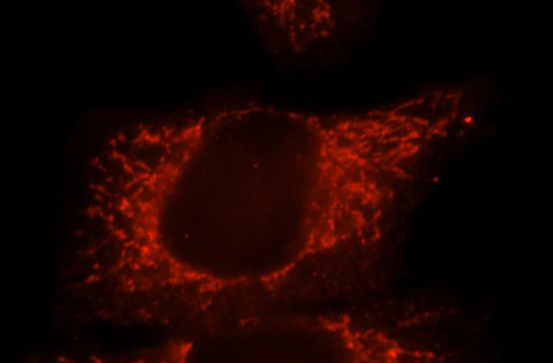 Immunofluorescent analysis of HepG2 cells, using IMPA1 antibody Catalog No:111761 at 1:25 dilution and Rhodamine-labeled goat anti-rabbit IgG (red).