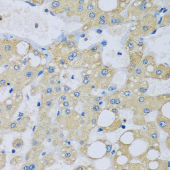 Immunohistochemistry - NDUFA7 Polyclonal Antibody 