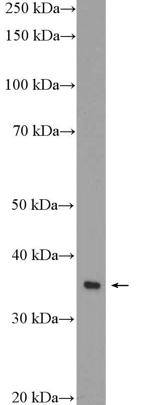 RAW 264.7 cells were subjected to SDS PAGE followed by western blot with Catalog No:108095(Annexin IV Antibody) at dilution of 1:1000