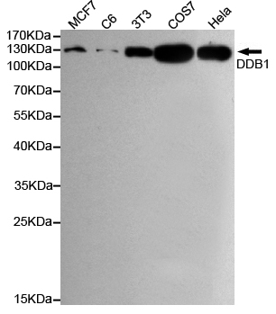 Western blot detection of DDB1 in Hela,MCF7,COS7,C6 and 3T3 cell lysates using DDB1 mouse mAb (1:1000 diluted),with Super ECL.Predicted band size:127KDa.Observed band size:127KDa.