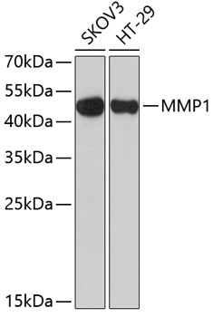 Western blot - MMP1 Polyclonal Antibody 