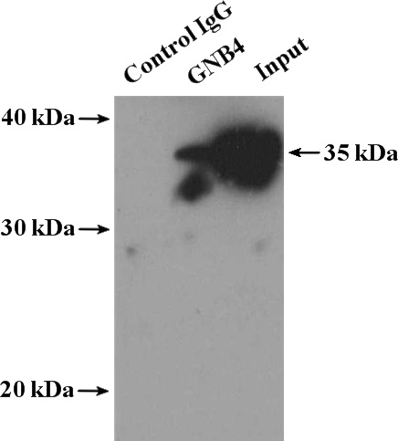 IP Result of anti-GNB4 (IP:Catalog No:110998, 4ug; Detection:Catalog No:110998 1:800) with mouse brain tissue lysate 4000ug.