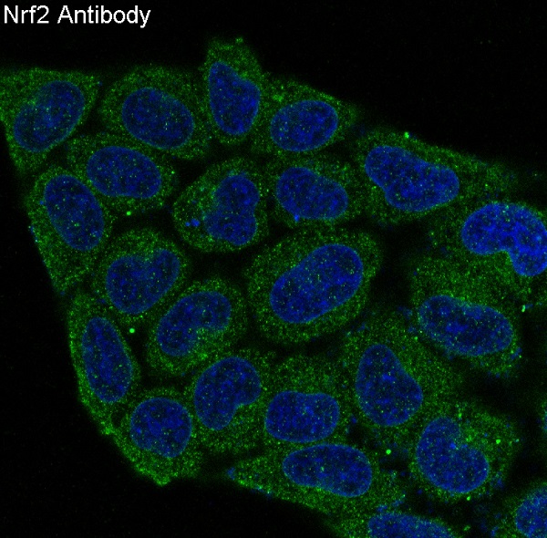 Immunofluorescent analysis of Hela cells, using Nrf2 Antibody.