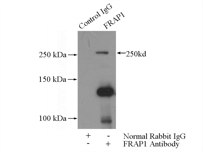 IP Result of anti-MTOR (IP:Catalog No:112792, 5ug; Detection:Catalog No:112792 1:500) with HeLa cells lysate 1200ug.