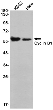 Western blot detection of Cyclin B1 in K562,Hela cell lysates using Cyclin B1 Rabbit pAb(1:1000 diluted).Predicted band size:48KDa.Observed band size:55KDa.