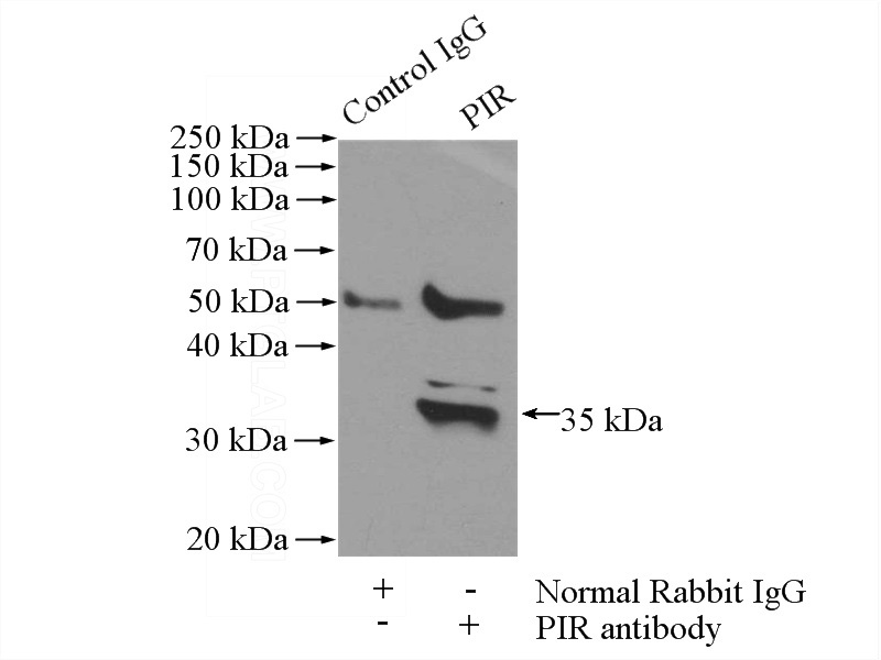 IP Result of anti-PIR (IP:Catalog No:113833, 4ug; Detection:Catalog No:113833 1:300) with HeLa cells lysate 1200ug.