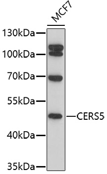 Western blot - CERS5 Polyclonal Antibody 