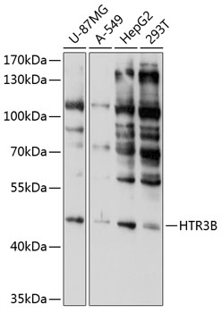 Western blot - HTR3B Polyclonal Antibody 