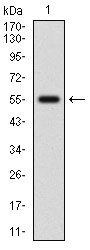 Western blot analysis using NFE2L2 mAb against human NFE2L2 (AA: 356-589) recombinant protein. (Expected MW is 52.1 kDa)