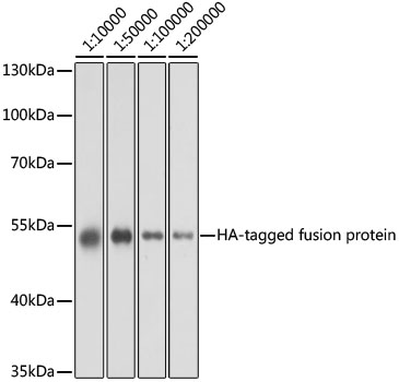 Western blot - Mouse anti HA-Tag mAb 