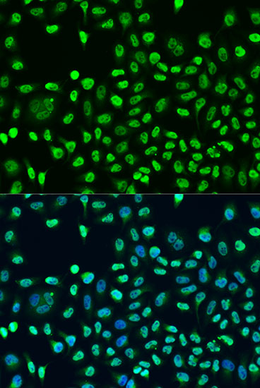 Immunofluorescence - STAU2 Polyclonal Antibody 