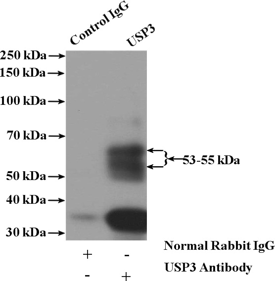 IP Result of anti-USP3 (IP:Catalog No:116604, 4ug; Detection:Catalog No:116604 1:500) with mouse liver tissue lysate 4000ug.