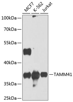 Western blot - TAMM41 Polyclonal Antibody 