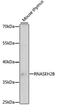 Western blot - RNASEH2B Polyclonal Antibody 