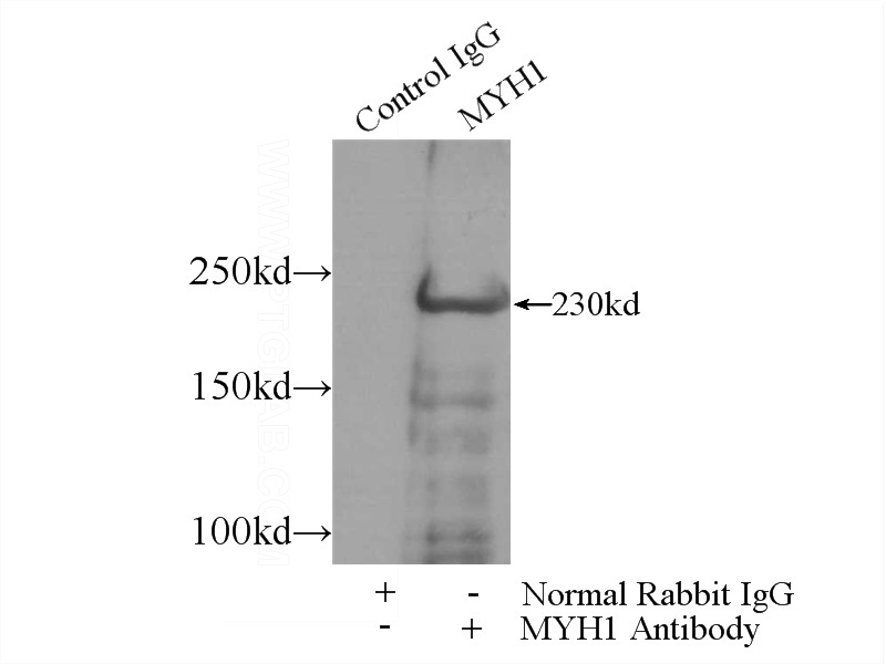 IP Result of anti-MYH1 (IP:Catalog No:112928, 5ug; Detection:Catalog No:112928 1:1000) with mouse skeletal muscle tissue lysate 4000ug.