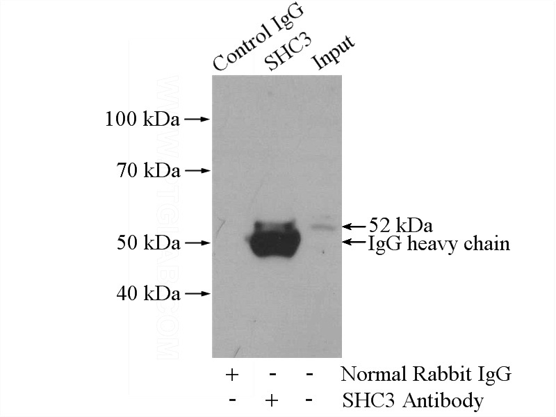 IP Result of anti-SHC3 (IP:Catalog No:115267, 4ug; Detection:Catalog No:115267 1:300) with BxPC-3 cells lysate 2800ug.