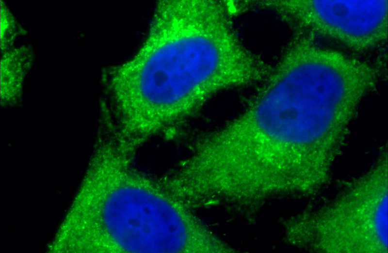 Immunofluorescent analysis of (10% Formaldehyde) fixed HeLa cells using Catalog No:107529(Sestrin2 Antibody) at dilution of 1:200 and Alexa Fluor 488-congugated AffiniPure Goat Anti-Mouse IgG(H+L)