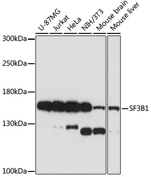 Western blot - SF3B1 Polyclonal Antibody 