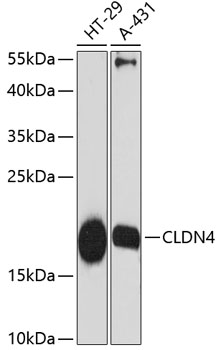 Western blot - CLDN4 Polyclonal Antibody 