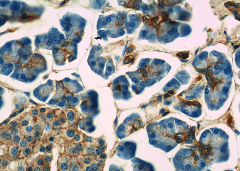 Immunohistochemistry of paraffin-embedded human pancreas tissue slide using Catalog No:108098(ANXA7 Antibody) at dilution of 1:50 (under 40x lens)