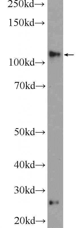 mouse lung tissue were subjected to SDS PAGE followed by western blot with Catalog No:114480(RASIP1 Antibody) at dilution of 1:300