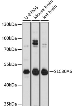 Western blot - SLC30A6 Polyclonal Antibody 