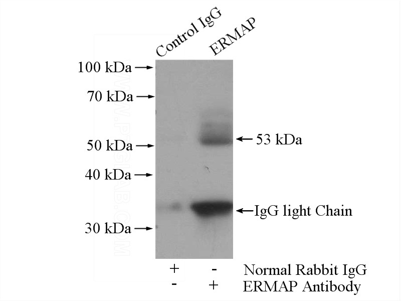 IP Result of anti-ERMAP (IP:Catalog No:110366, 4ug; Detection:Catalog No:110366 1:300) with MCF-7 cells lysate 1600ug.