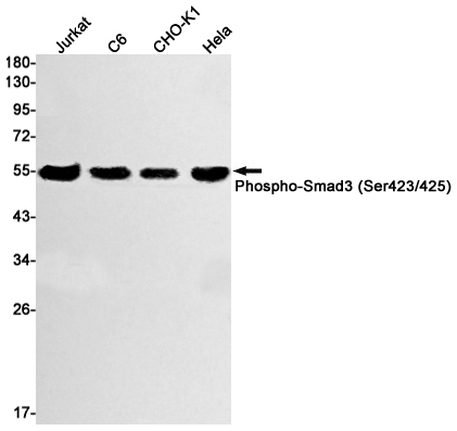 Western blot detection of Phospho-Smad3 (Ser423/425) in Jurkat,C6,CHO-K1,Hela cell lysates using Phospho-Smad3 (Ser423/425) Rabbit mAb(1:1000 diluted).Predicted band size:48kDa.Observed band size:52kDa.