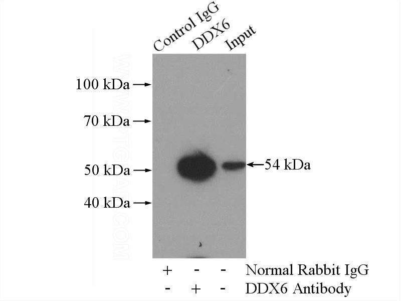 IP Result of anti-P54 (IP:Catalog No:109842, 4ug; Detection:Catalog No:109842 1:500) with mouse testis tissue lysate 4000ug.