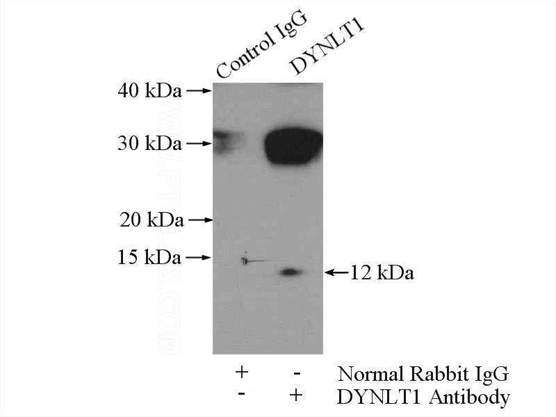 IP Result of anti-DYNLT1 (IP:Catalog No:110142, 4ug; Detection:Catalog No:110142 1:300) with mouse skeletal muscle tissue lysate 3600ug.
