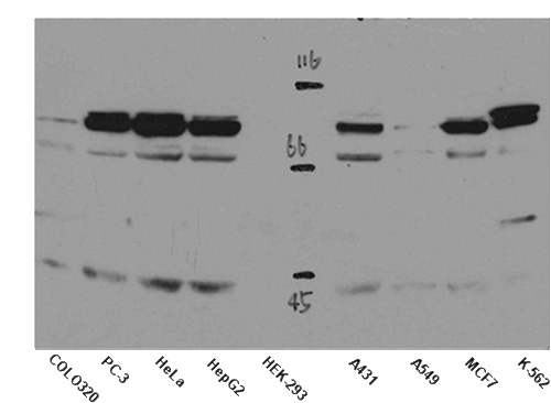 WB result of anti-STAT5B (Catalog No:115694) in different cell lysates.