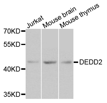 Western blot - DEDD2 Polyclonal Antibody 