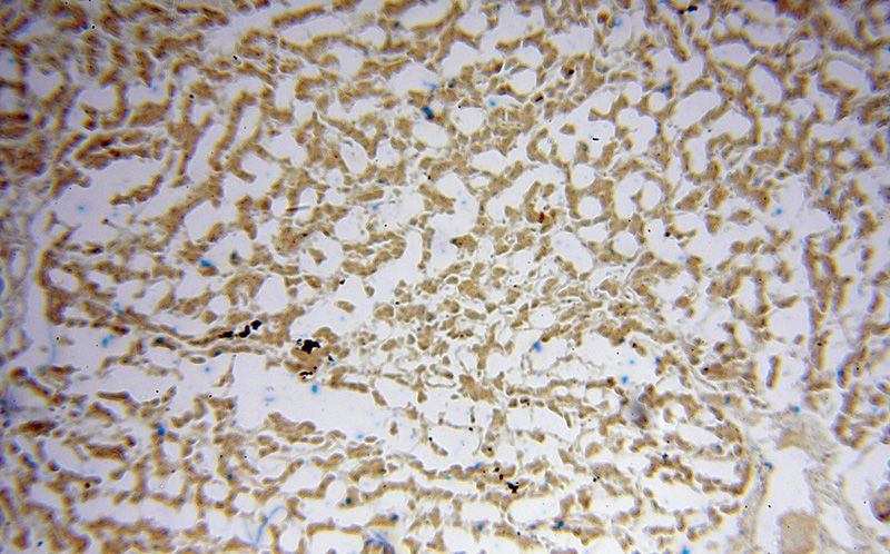 Immunohistochemical of paraffin-embedded human liver using Catalog No:113254(NMRAL1 antibody) at dilution of 1:50 (under 10x lens)