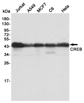 Western blot detection of CREB in Jurkat,A549,MCF7,C6 and Hela cell lysates using CREB mouse mAb(dilution 1:1000).Predicted band size:46kDa.Observed band size:43kDa.