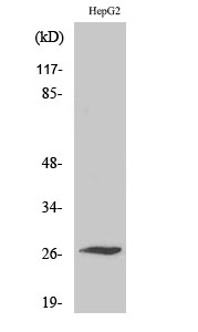 Fig1:; Western Blot analysis of various cells using Scn4b Polyclonal Antibody