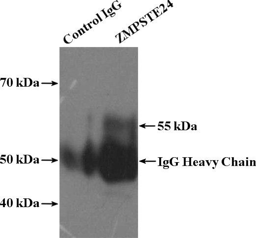 IP Result of anti-ZMPSTE24 (IP:Catalog No:116940, 4ug; Detection:Catalog No:116940 1:300) with PC-3 cells lysate 3200ug.