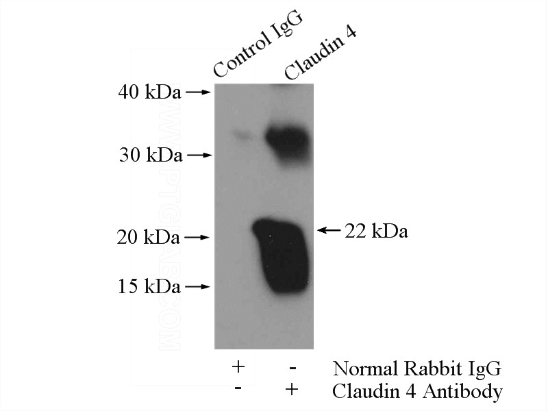 IP Result of anti-Claudin 4-specific (IP:Catalog No:109342, 4ug; Detection:Catalog No:109342 1:300) with human placenta tissue lysate 4400ug.