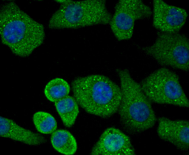 Fig3:; ICC staining of Protein Kinase D2 in A549 cells (green). Formalin fixed cells were permeabilized with 0.1% Triton X-100 in TBS for 10 minutes at room temperature and blocked with 1% Blocker BSA for 15 minutes at room temperature. Cells were probed with the primary antibody ( 1/50) for 1 hour at room temperature, washed with PBS. Alexa Fluor®488 Goat anti-Rabbit IgG was used as the secondary antibody at 1/1,000 dilution. The nuclear counter stain is DAPI (blue).