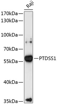 Western blot - PTDSS1 Polyclonal Antibody 