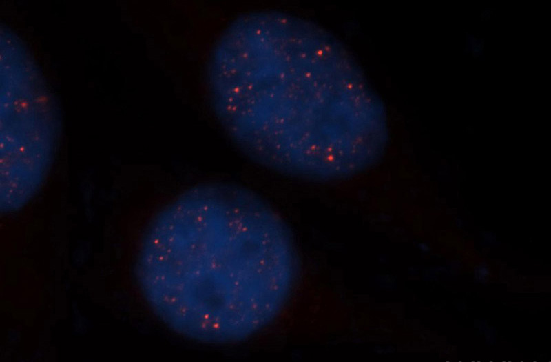 Immunofluorescent analysis of HepG2 cells, using HEY2 antibody Catalog No:111309 at 1:50 dilution and Rhodamine-labeled goat anti-rabbit IgG (red). Blue pseudocolor = DAPI (fluorescent DNA dye).